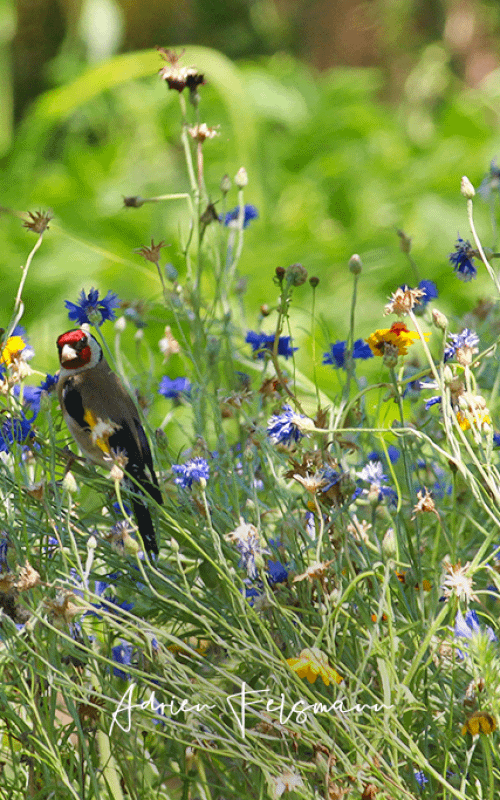 Oiseaux dans une prairie fleurie champêtre