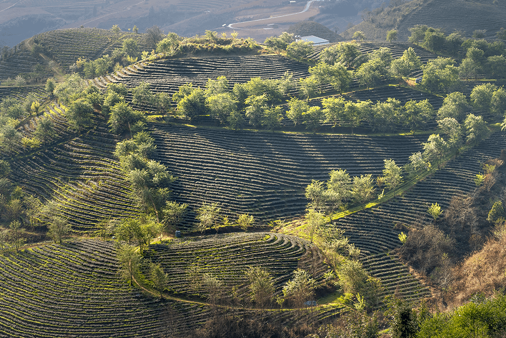 Paysage agricole avec des arbres