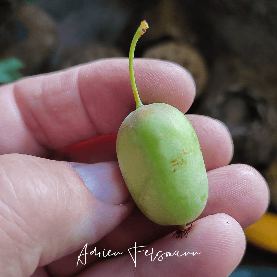 Récolte des fruits du kiwaï