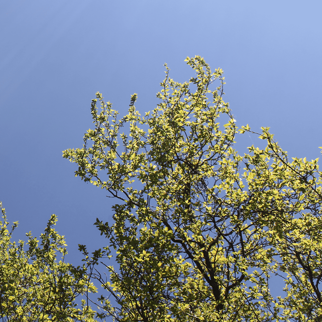 Un arbre protège des rayons du soleil