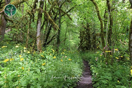Ecosystème de sous-bois dans l'Aveyron