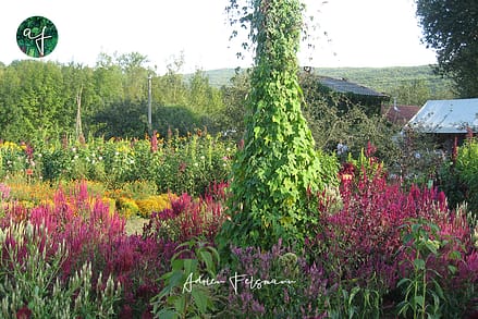 Amarantes au jardin extraordinaire de Lieurac