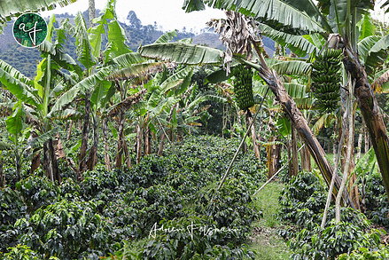 Plantation associée de café et bananier en Colombie