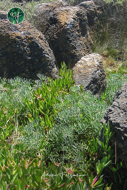 Écosystème naturel à Cascais au Portugal