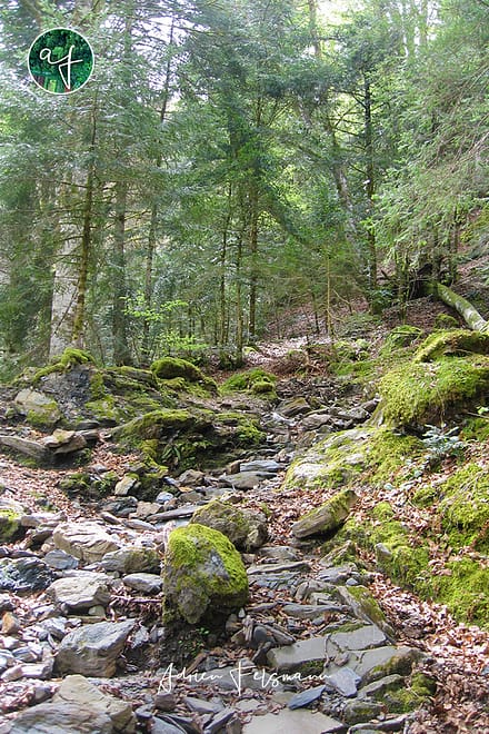 Rivière sèche à Beost dans les Pyrénées