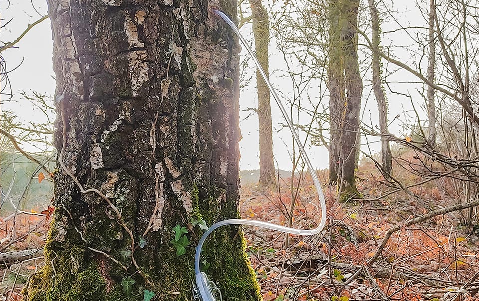 Récolte de l'eau de bouleau