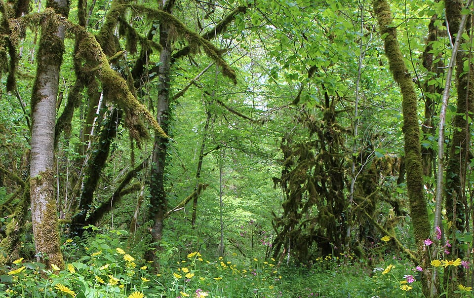 Écosystèmes forestier avec des fleurs sauvages