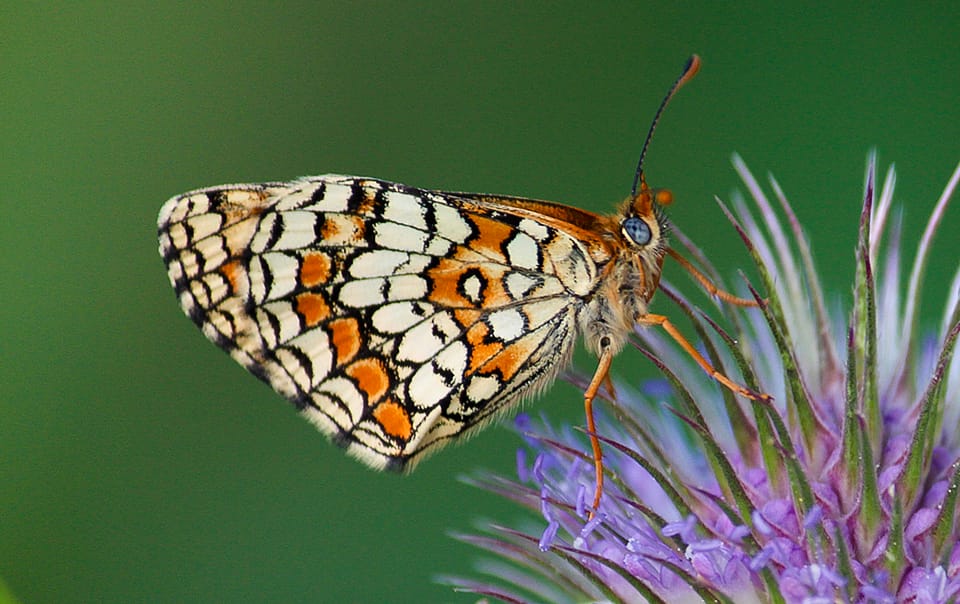 Papillon Mélitée des scabieuses sur une cardère sauvage