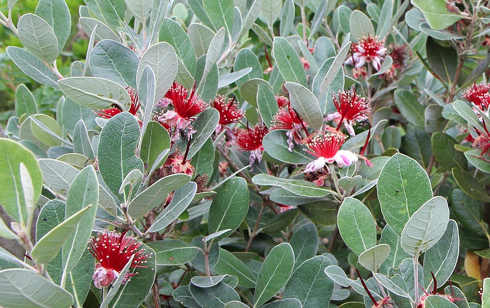 Feuillage et fleurs du feijoa sellowiana