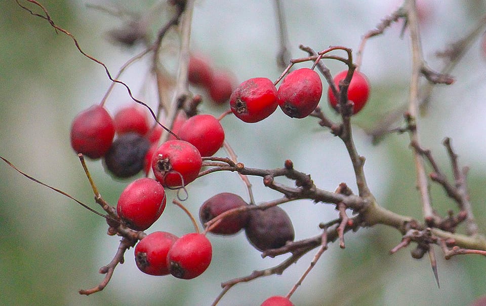 Cenelles, les fruits de l'aubépine monogyne