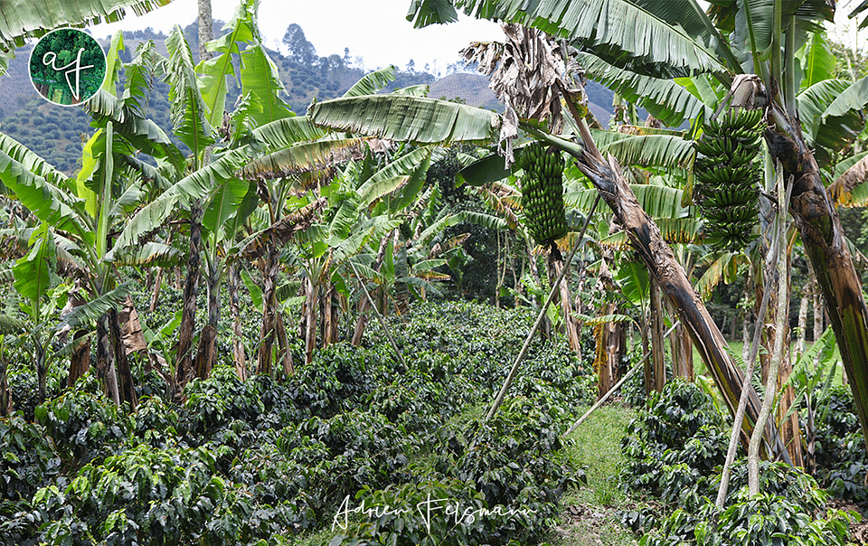 Plantation associée de café et bananier en Colombie
