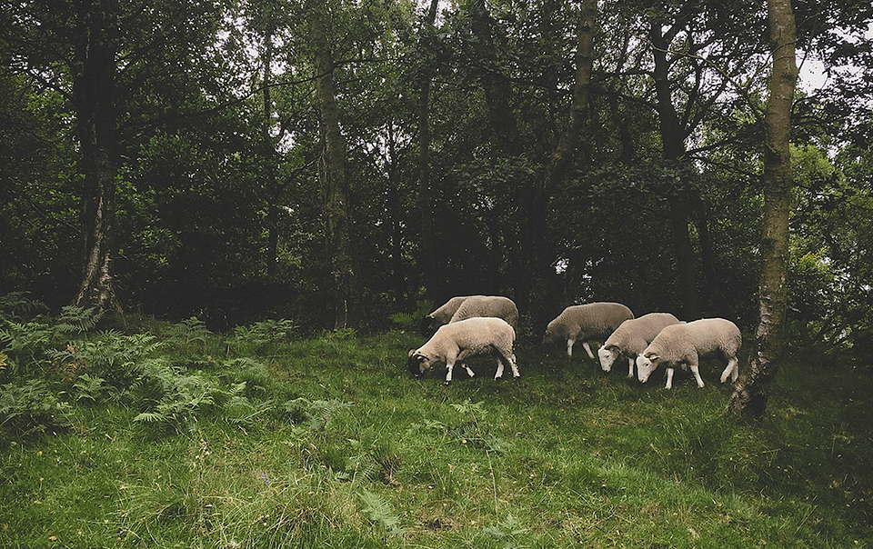 Moutons sous les arbres en agroforesterie