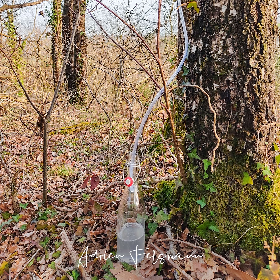 Récolte de l'eau de bouleau