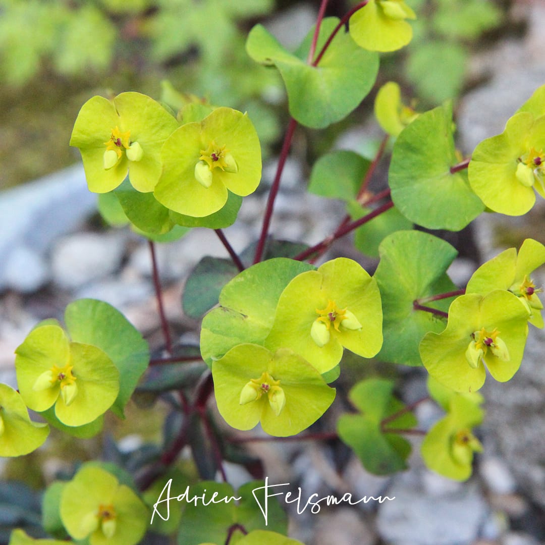 Fleur d'euphorbe