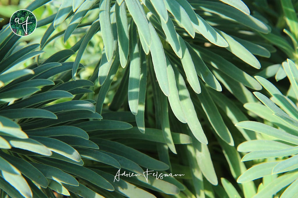 Feuillage d'euphorbe des garrigues