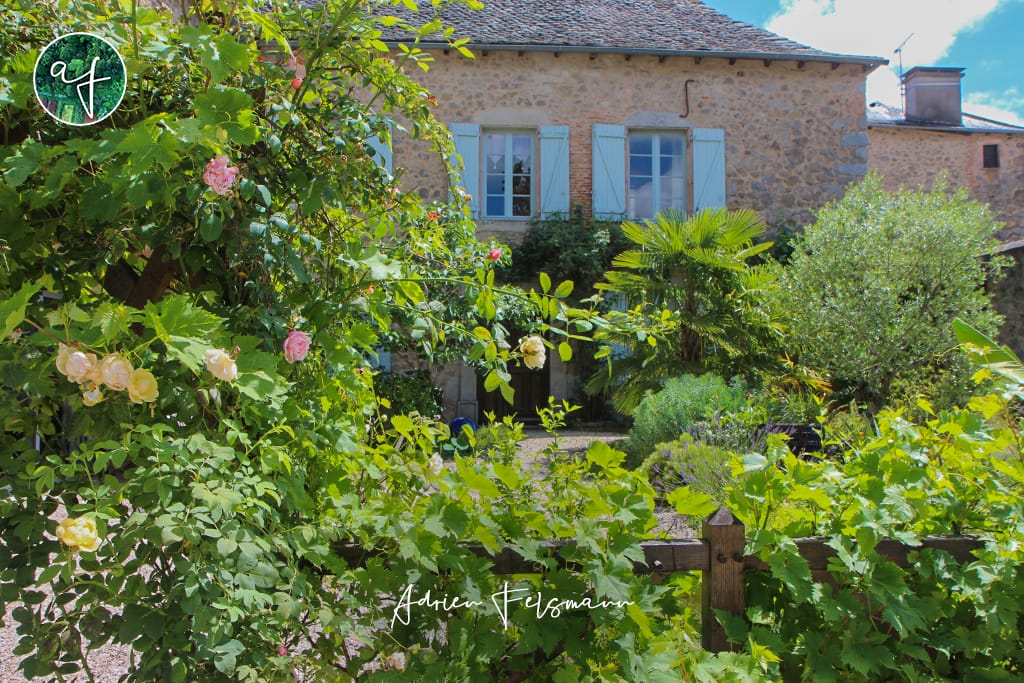 Vigne et rosier