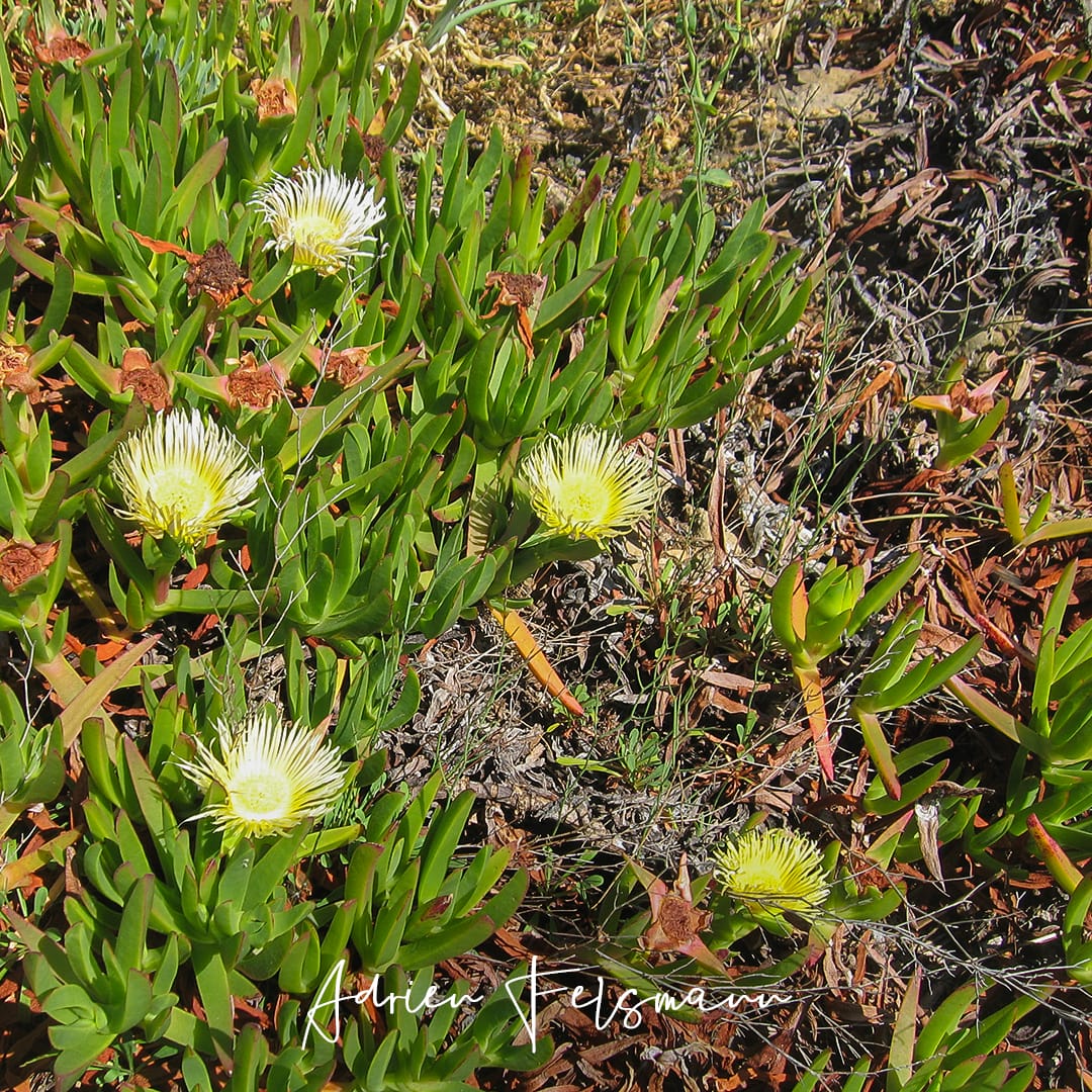 Carpobrotus edulis fait son chemin à Cascais au Portugal