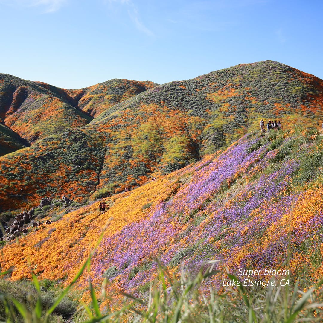 Photo du super bloom a Lake Elsinore en Californie