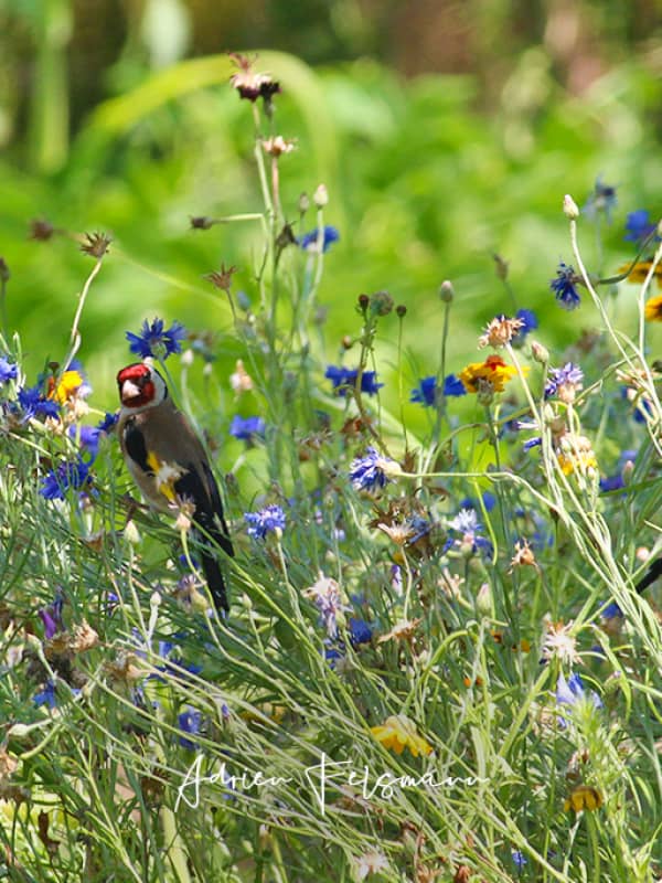 Oiseaux dans une prairie fleurie champêtre