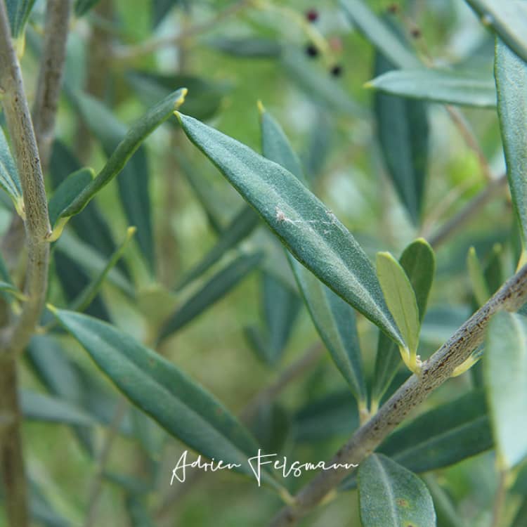 Feuillage d'olivier