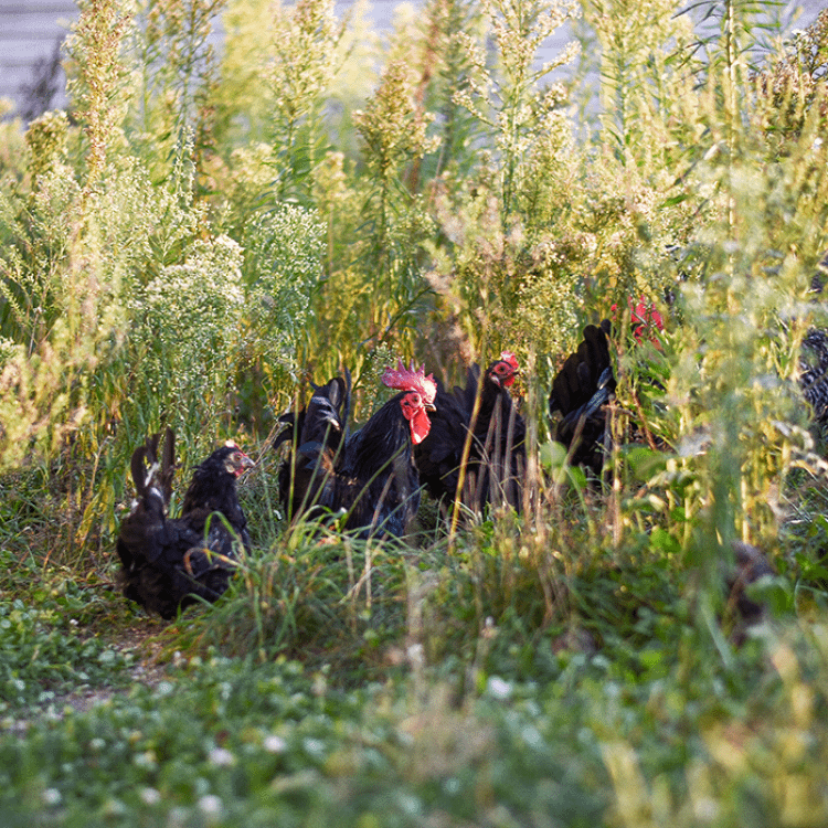 Poules dans une prairie naturelle