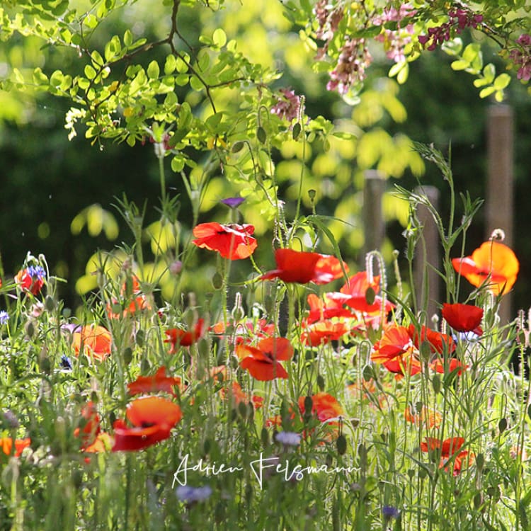 Prairie de coquelicots dans un jardin écologique