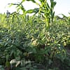 Cultures associées et agroécologie à Cuba