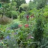 Jardin forêt fleuri