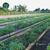 Verger maraîcher association arbres et légumes