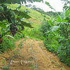 Culture maraîchère en agroforesterie successionnelle