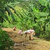 Plantation dans l'agro-forêt en agriculture syntropique