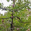 Pommier taillé en solaxe dans un jardin écologique