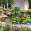 Bassin naturel, mare de biodiversité au jardin naturel