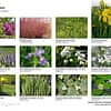 Sélection de plantes de bassin pour une mare naturelle