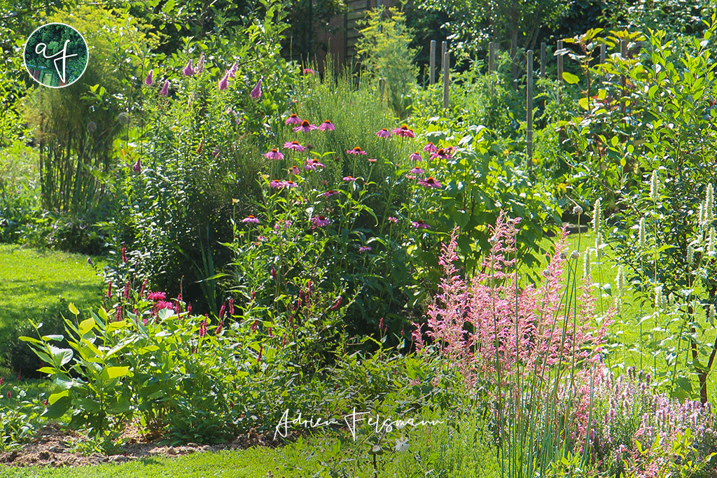 Association de plantes pour papillons