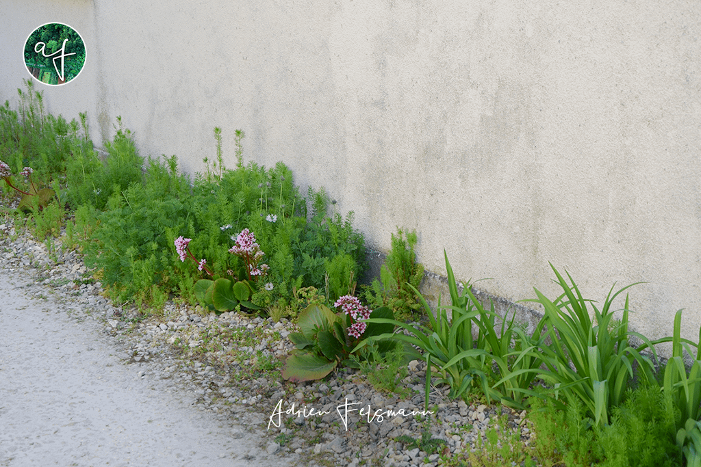 Bordure de jardin de ville avant les travaux