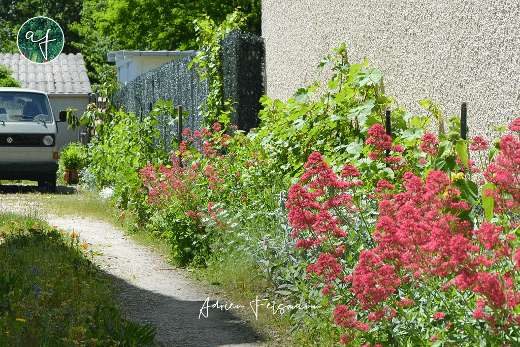 Bordure naturelle dans une jardin de ville