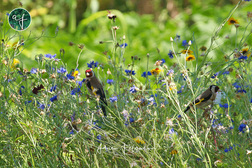 Oiseaux dans une prairie fleurie champêtre