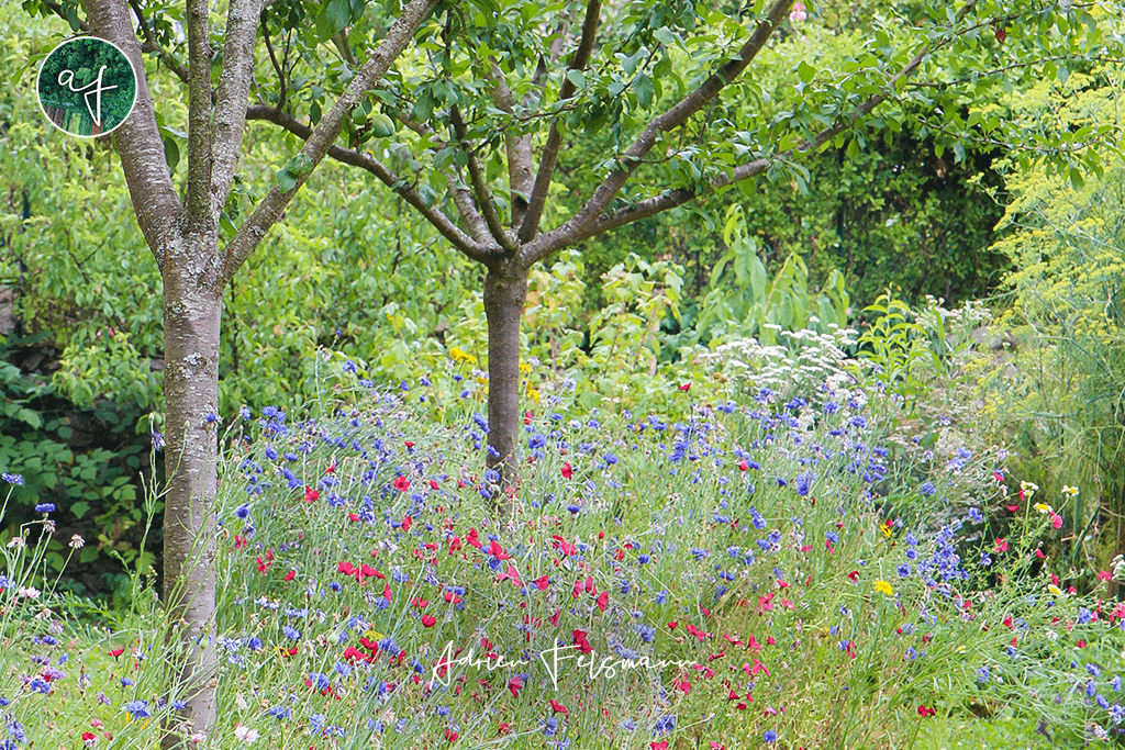 Prairie fleurie en pied d'arbre du jardin naturel