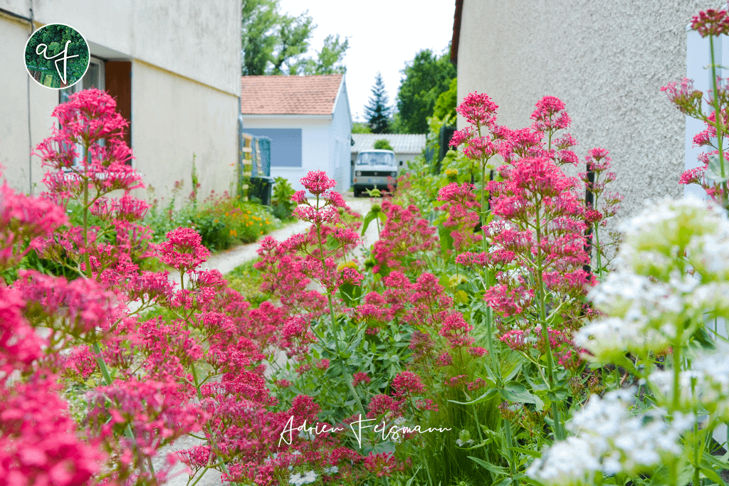 Centranthes dans un jardin de ville