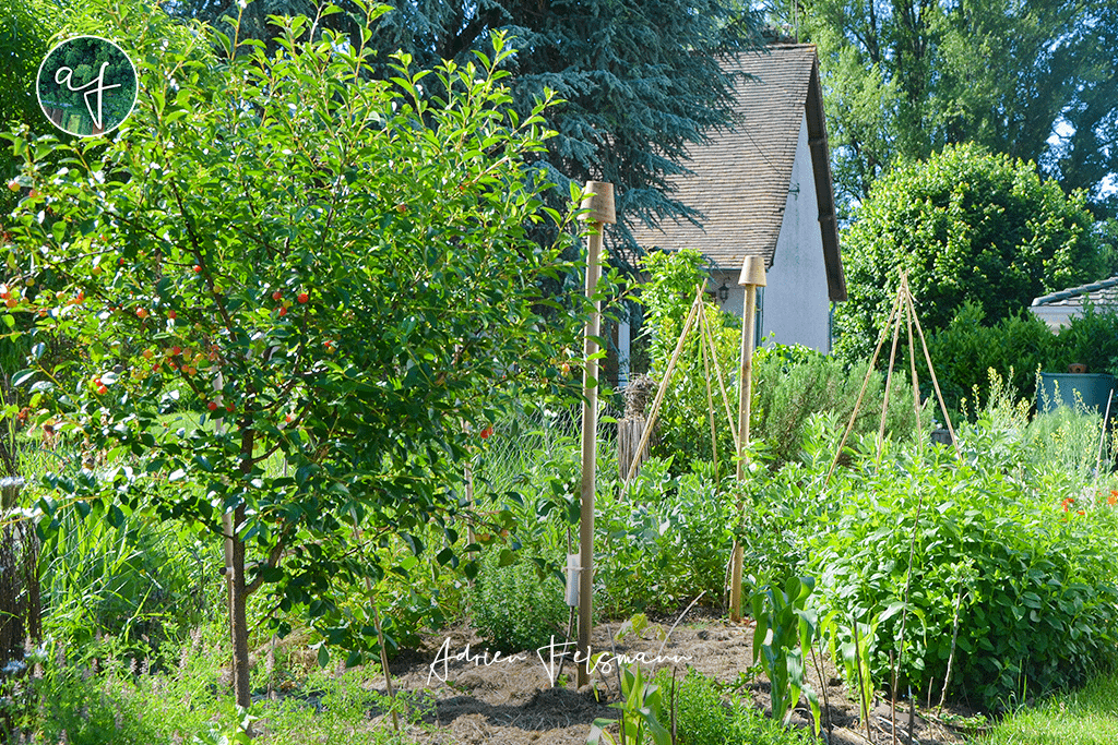 Verger de petits fruits dans un jardin de ville nourricier