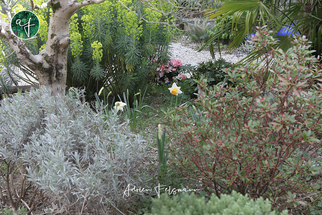 Associations de plantes méditerranéennes