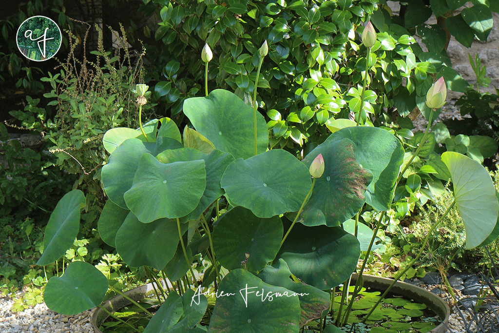 Lotus et camélia dans un massif d'ombre