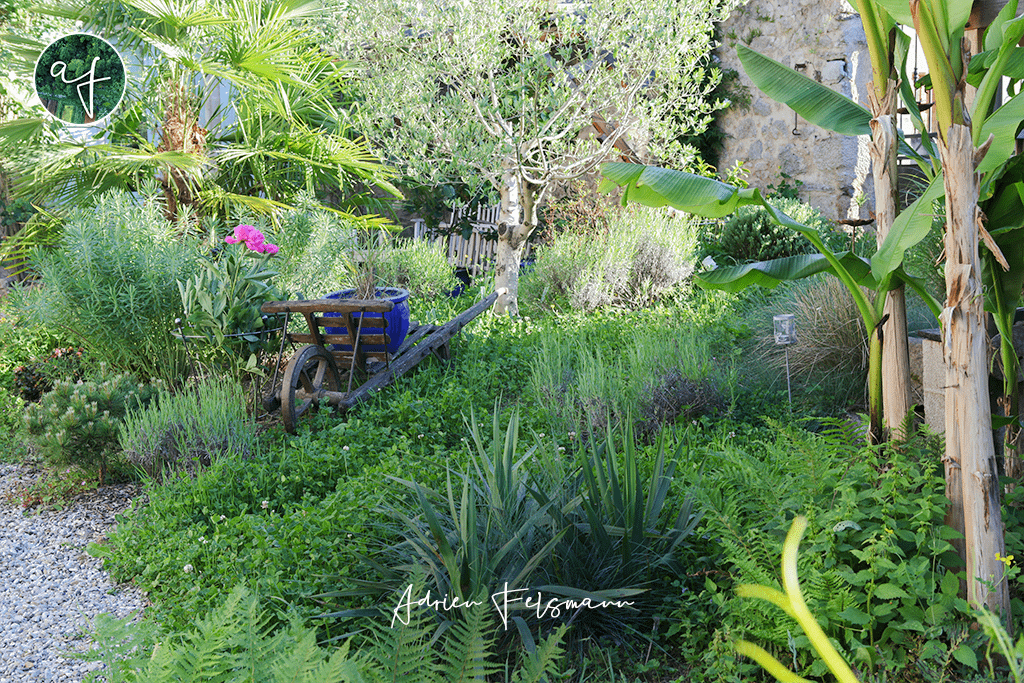 Plantes méditerranéennes au jardin naturel