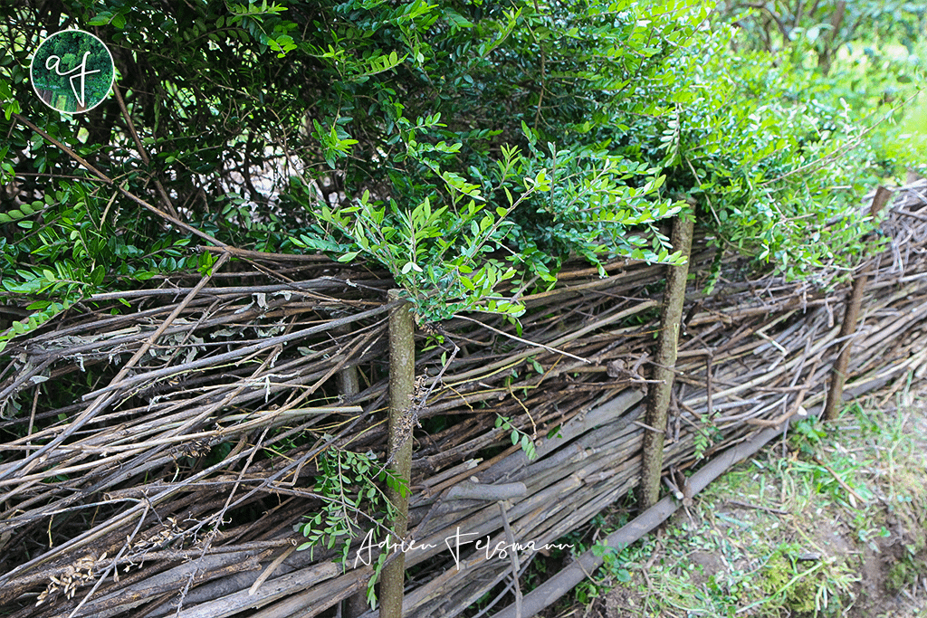 Plessis en noisetier