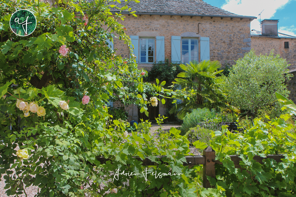 Vigne et rosier dans un jardin méditerranéen