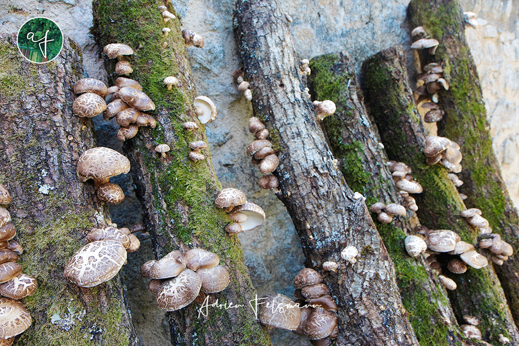 Culture de shiitakés sur billots dans un jardin nourricier