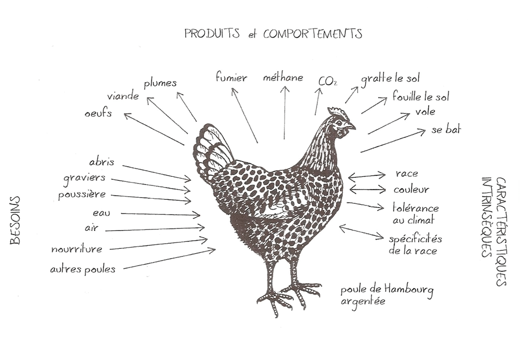 Les poules en permaculture