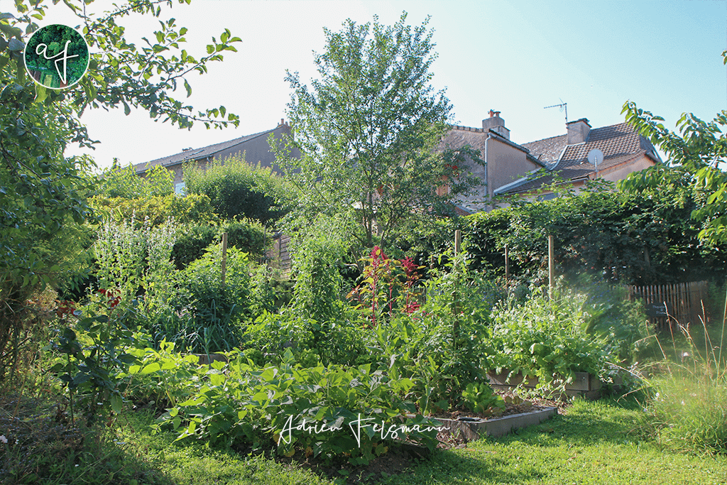 Jardin forêt et guildes de permaculture