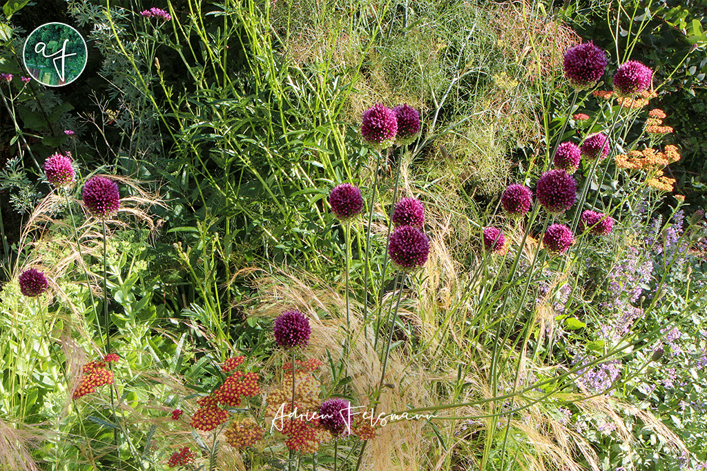 Conception de massif naturaliste avec ail d'ornement, graminées et achillées